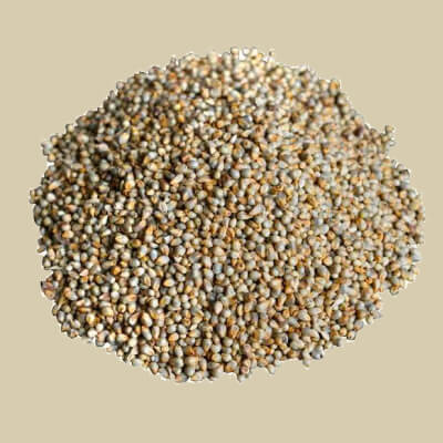 Pearl Millet (Bajara)